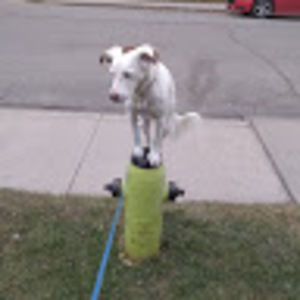 Meet your Posher, Tinisha